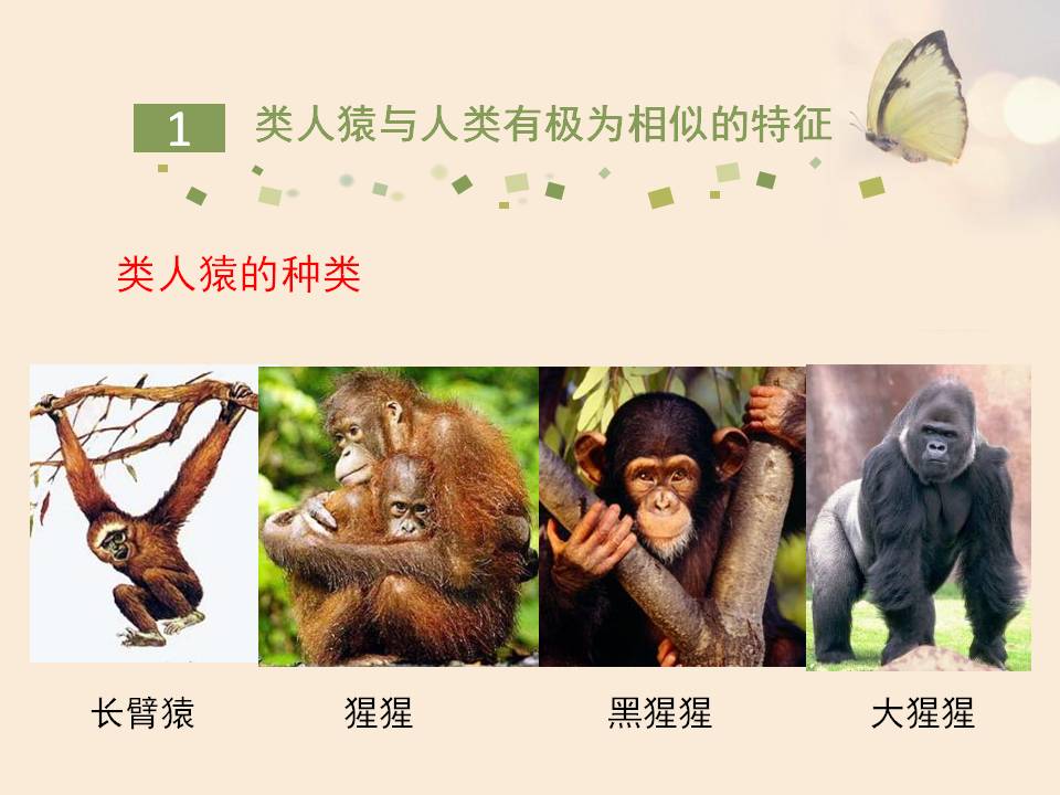 人类的起源ppt课件