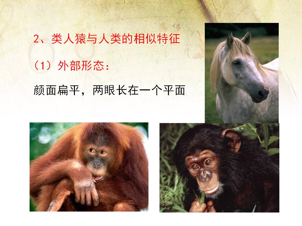 北师大版人类进化起源ppt课件