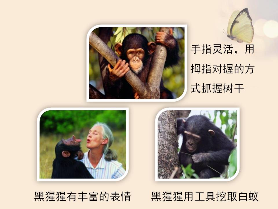 人类的起源ppt课件