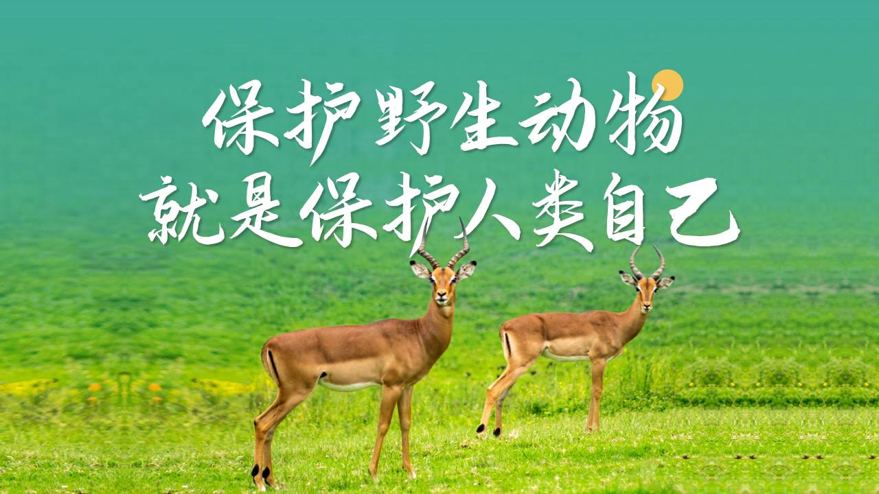 保护动物的ppt
