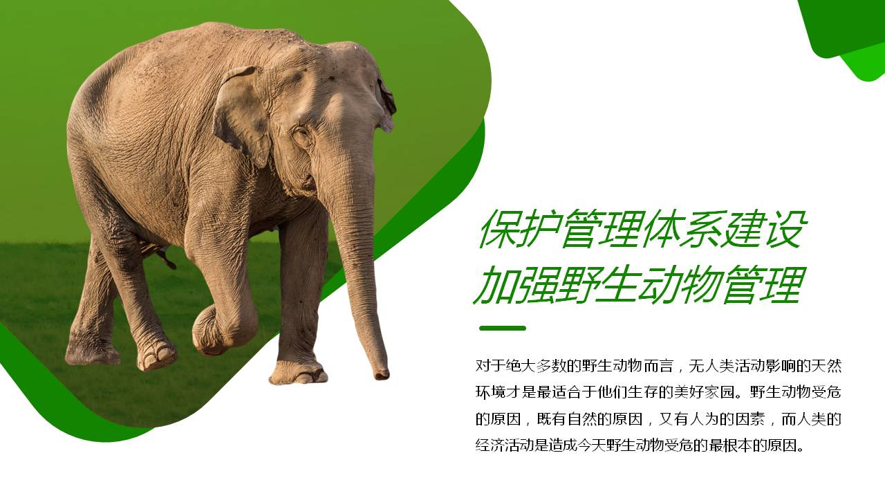 保护野生动物ppt模板