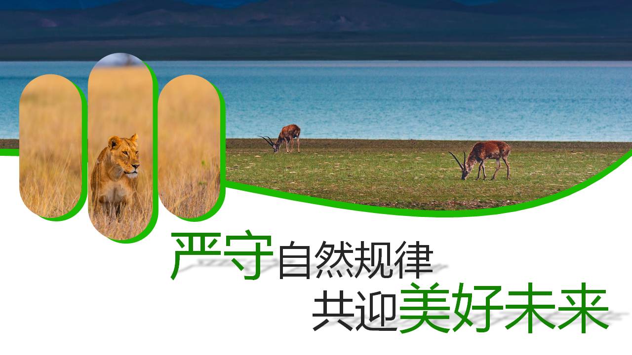 保护野生动物ppt模板