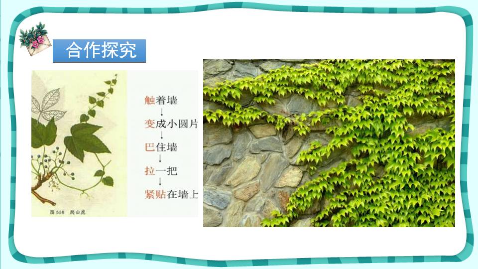 ppt模板爬山虎的脚课件
