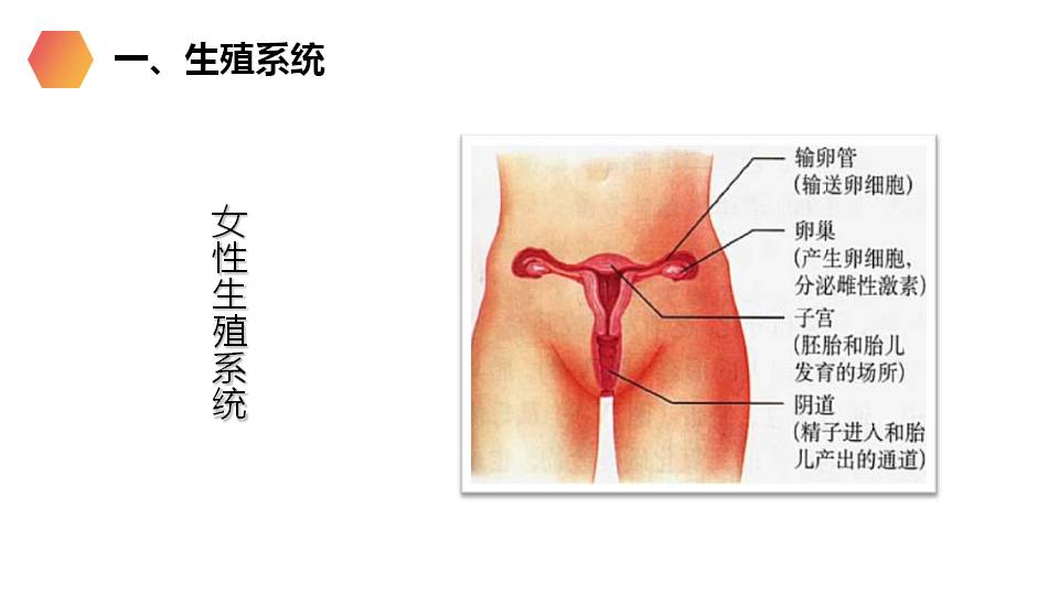 七年级下册生物人的生殖ppt
