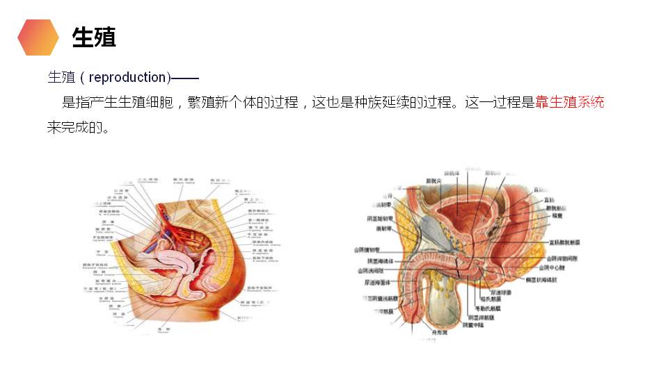 七年级下册生物人的生殖ppt