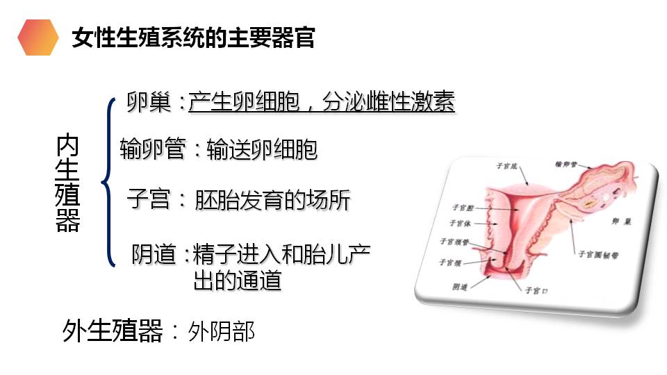 七年级下册生物人的生殖ppt