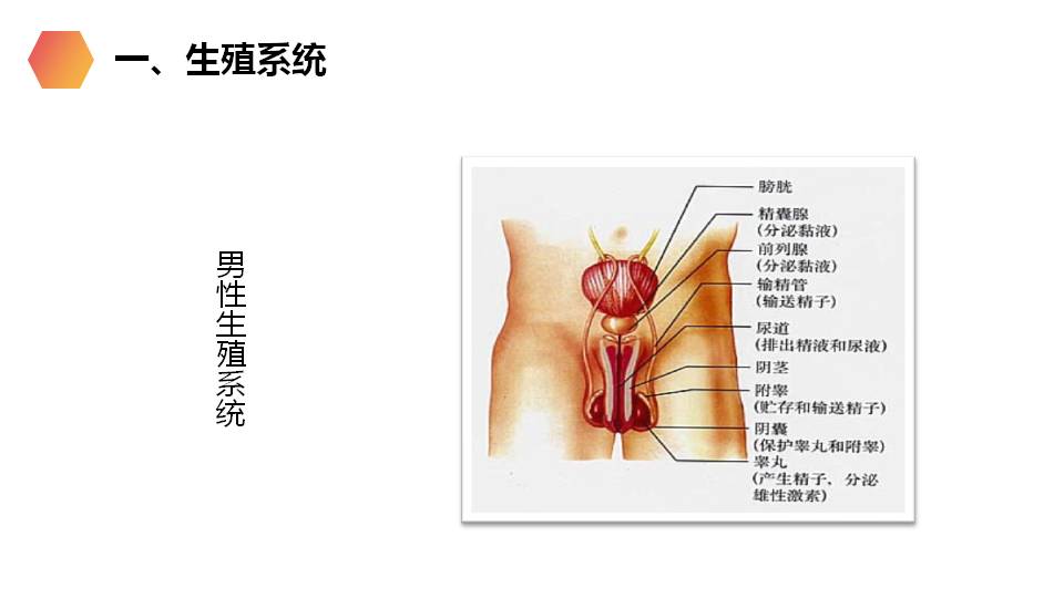 七年级下册生物人的生殖ppt