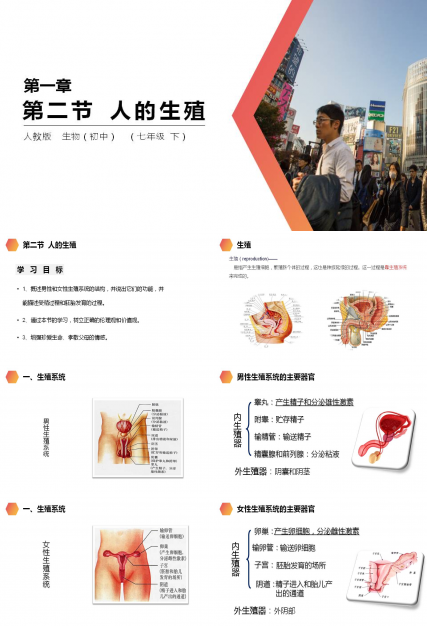 七年级下册生物人的生殖ppt
