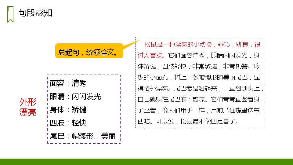 五年级松鼠ppt课件