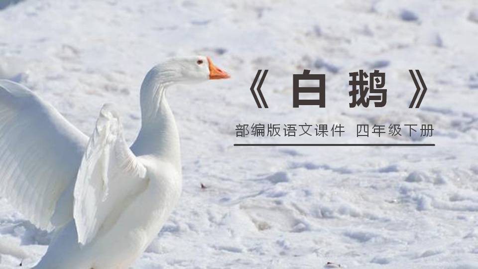 白鹅ppt课件PPT课件下载