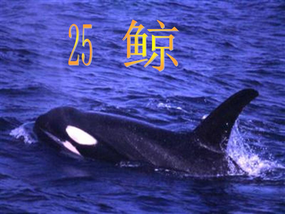 鲸ppt课件完美版PPT课件下载