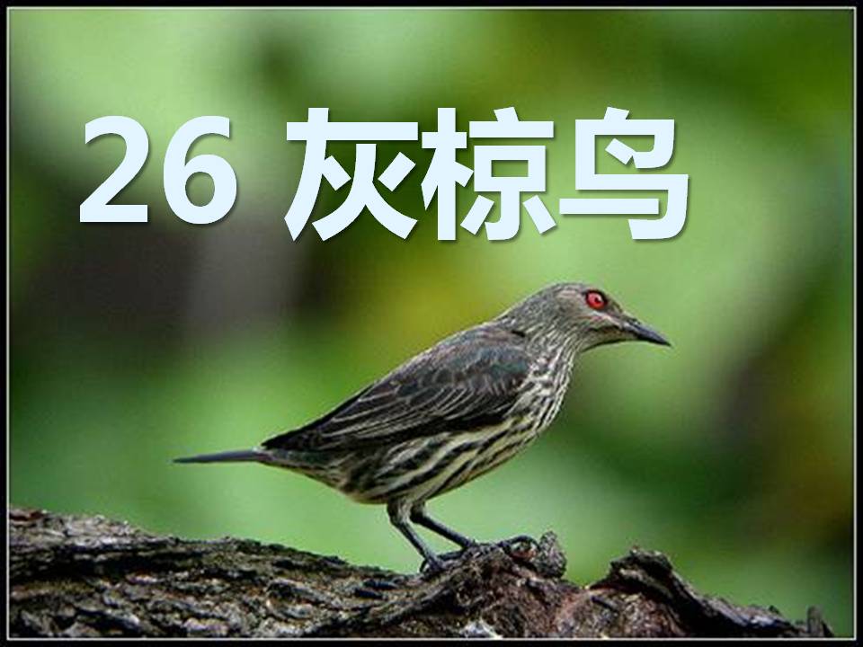《灰椋鸟》PPT课件3