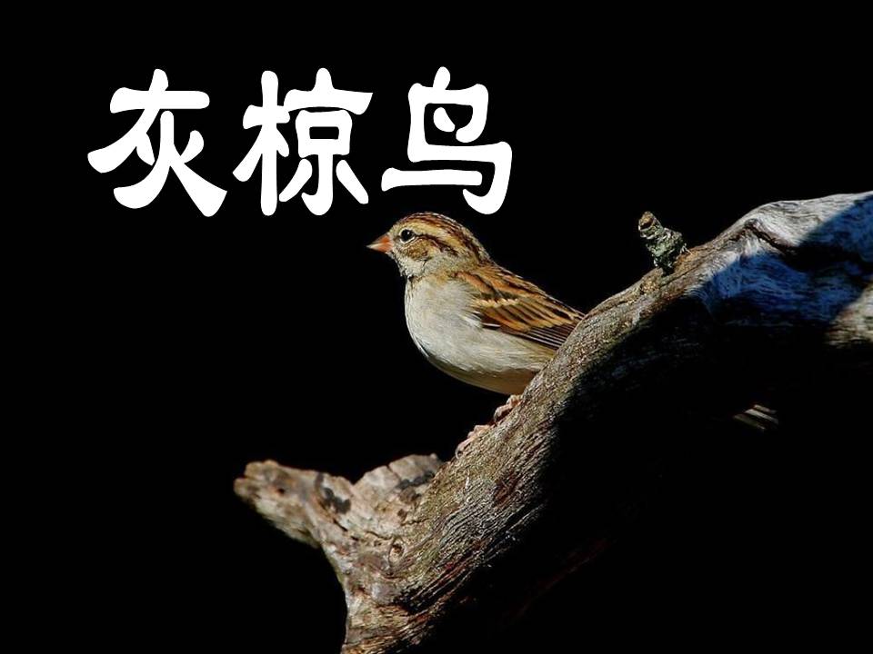 《灰椋鸟》PPT课件4