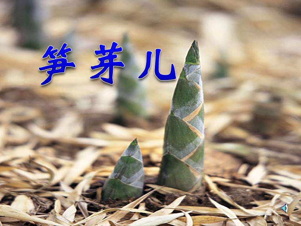《笋芽儿》PPT课件5ppt课件