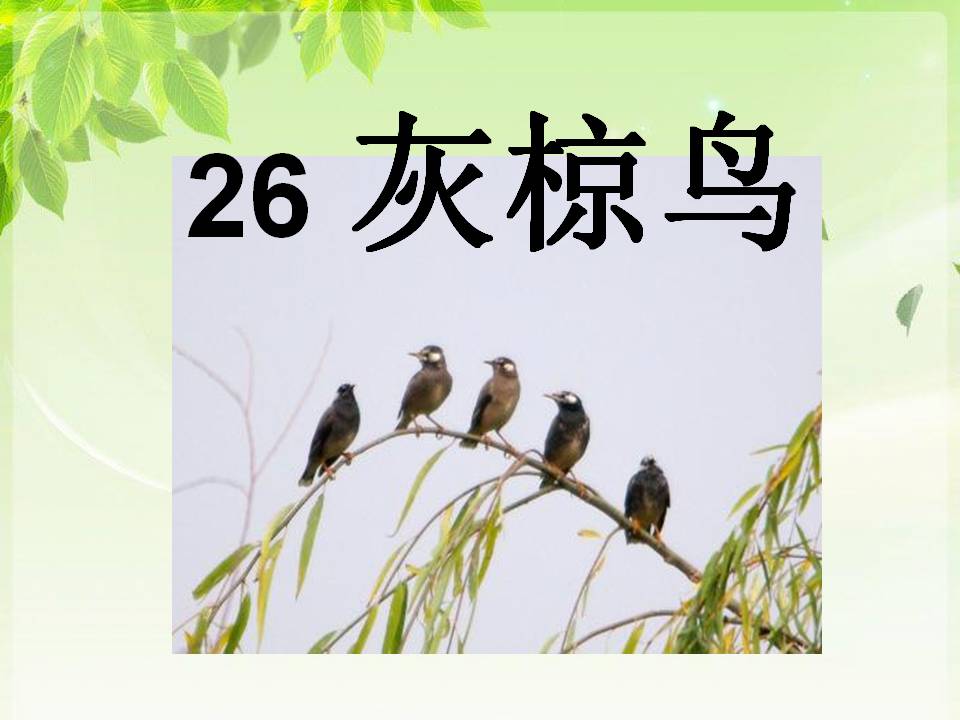 《灰椋鸟》PPT课件5PPT课件下载