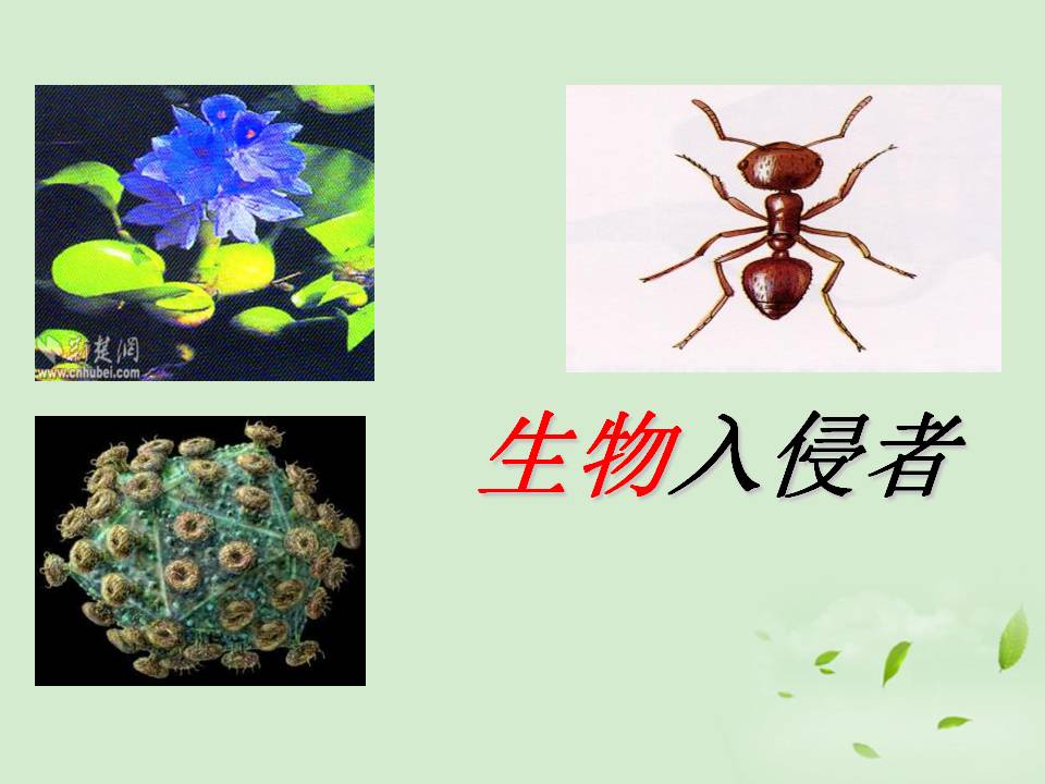 《生物入侵者》PPT课件5PPT课件下载