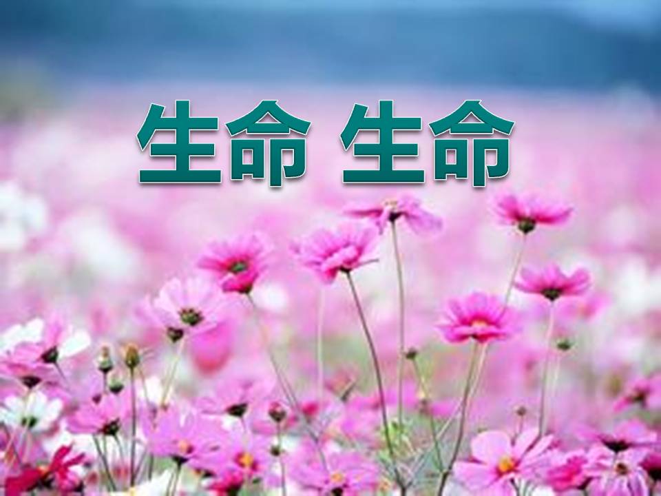 《生命生命》PPT课件3