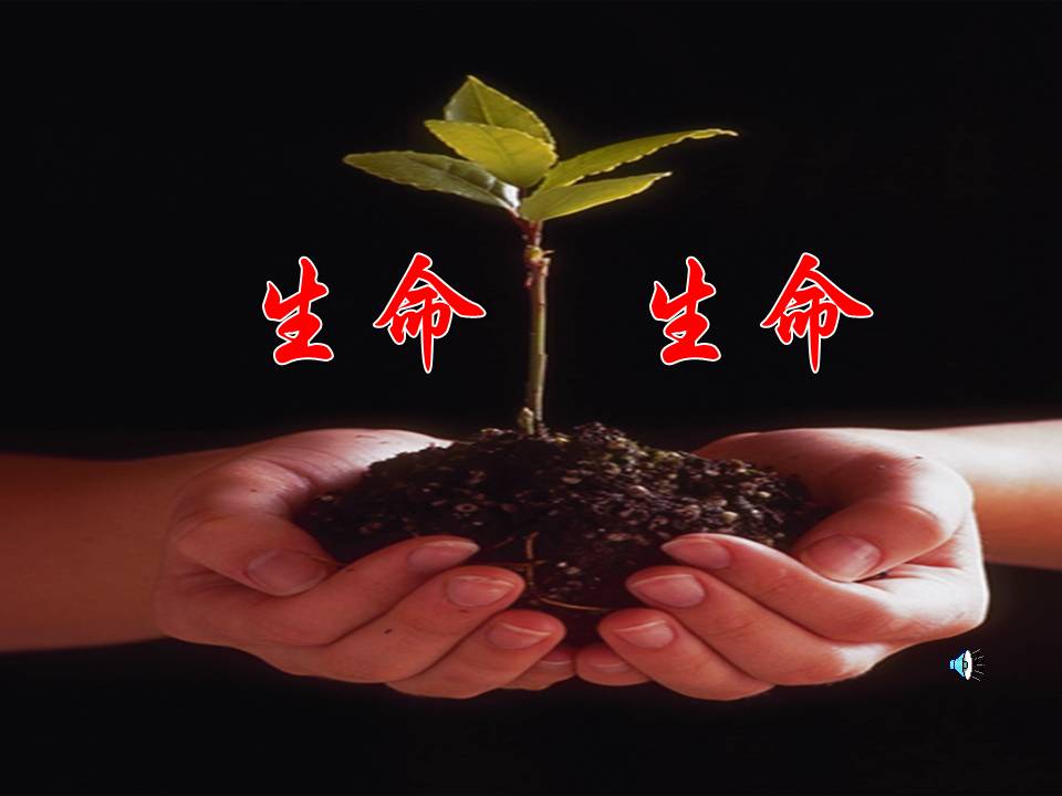 《生命生命》PPT课件8PPT课件下载