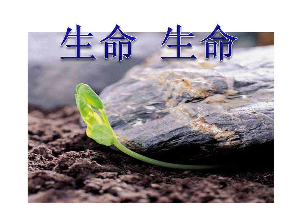 《生命生命》PPT课件9