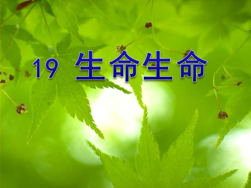 《生命生命》PPT课件5