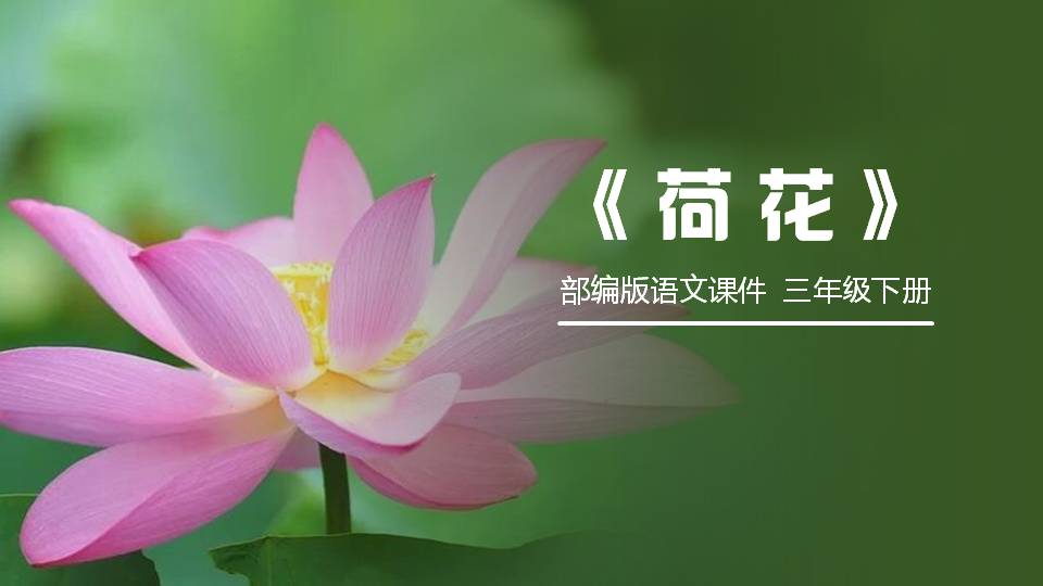 《荷花》PPT课件