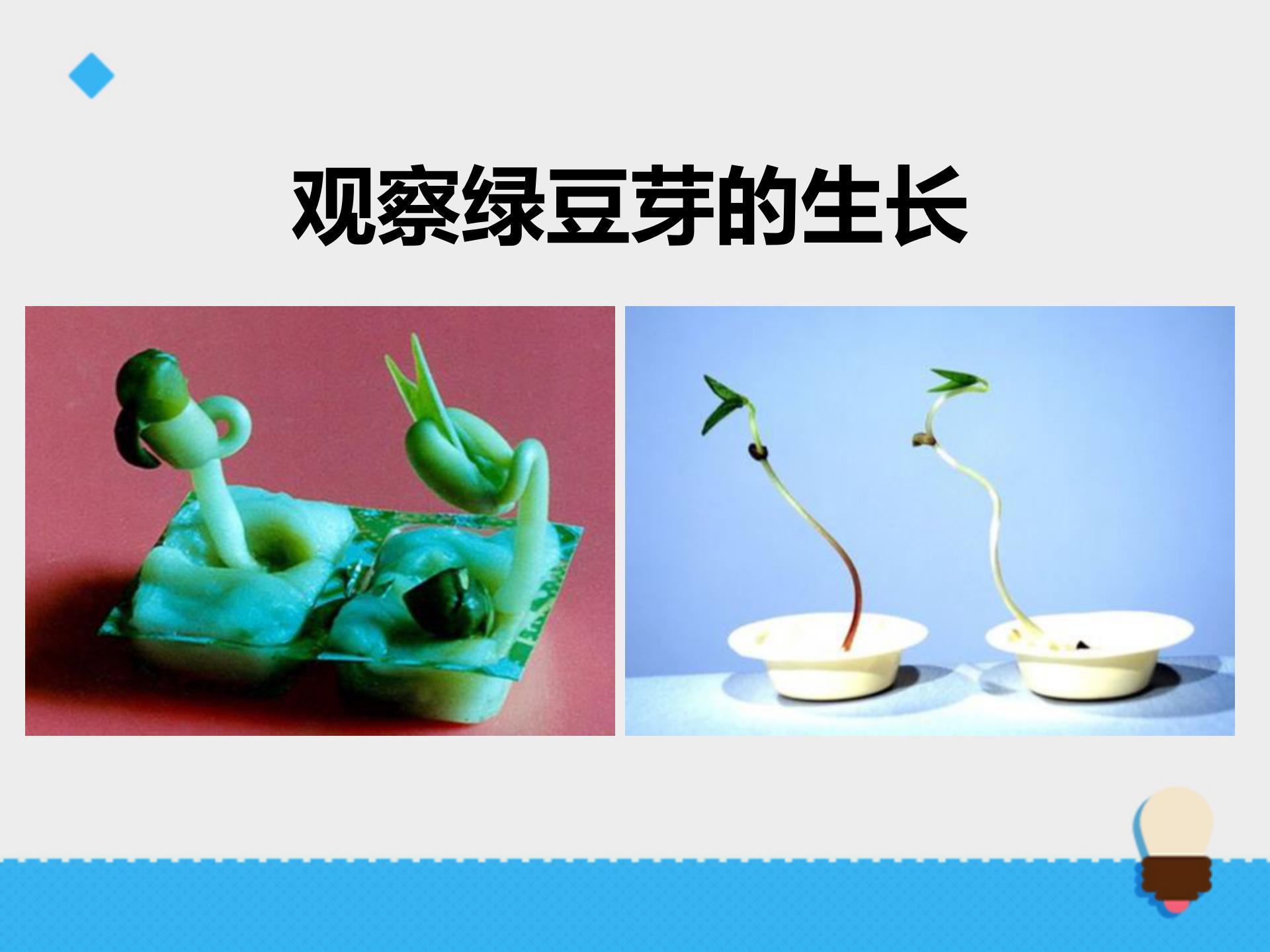 《观察绿豆芽的生长》生物与环境PPT教学课件ppt课件