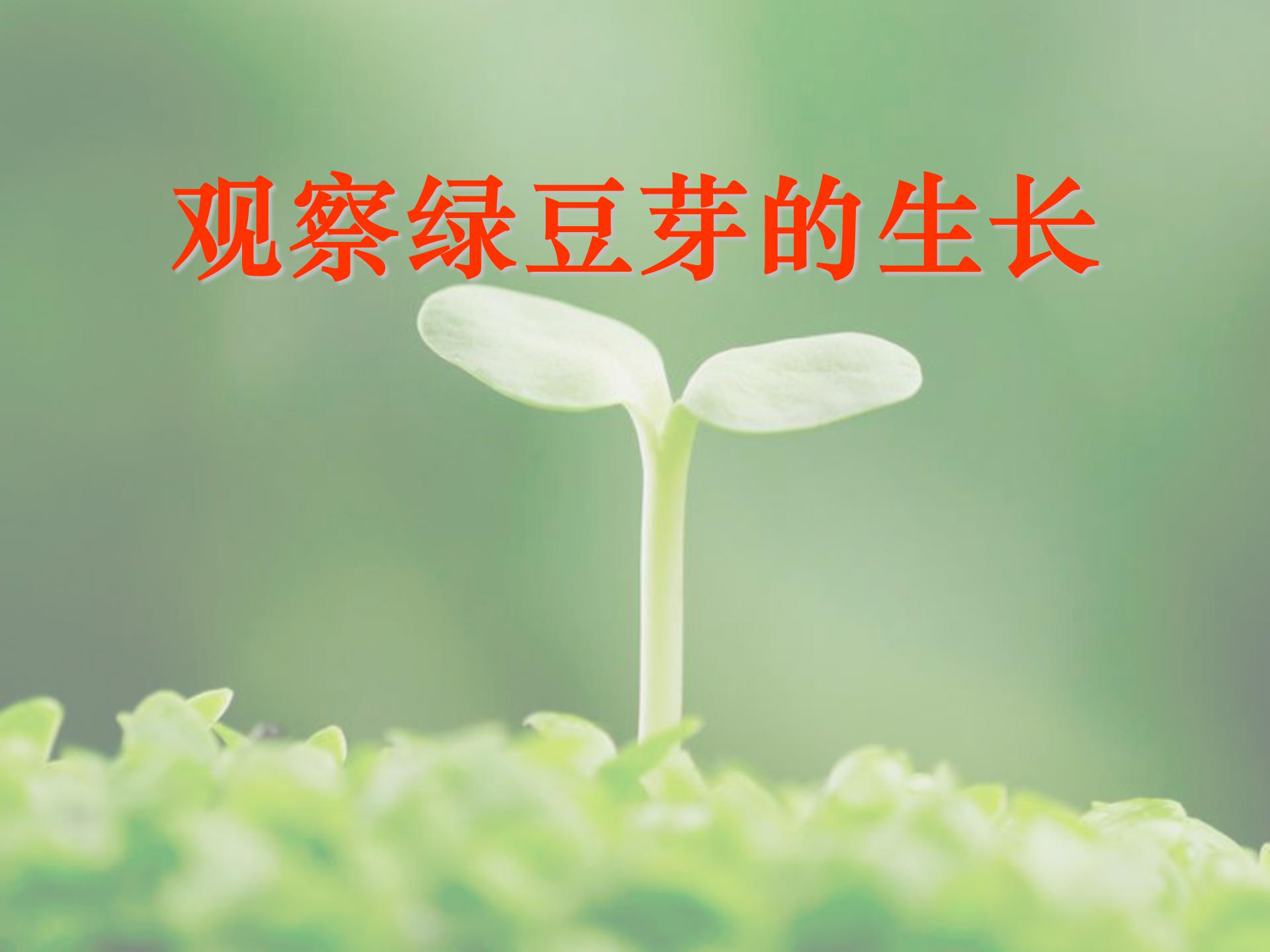 《观察绿豆芽的生长》生物与环境PPT课件ppt课件
