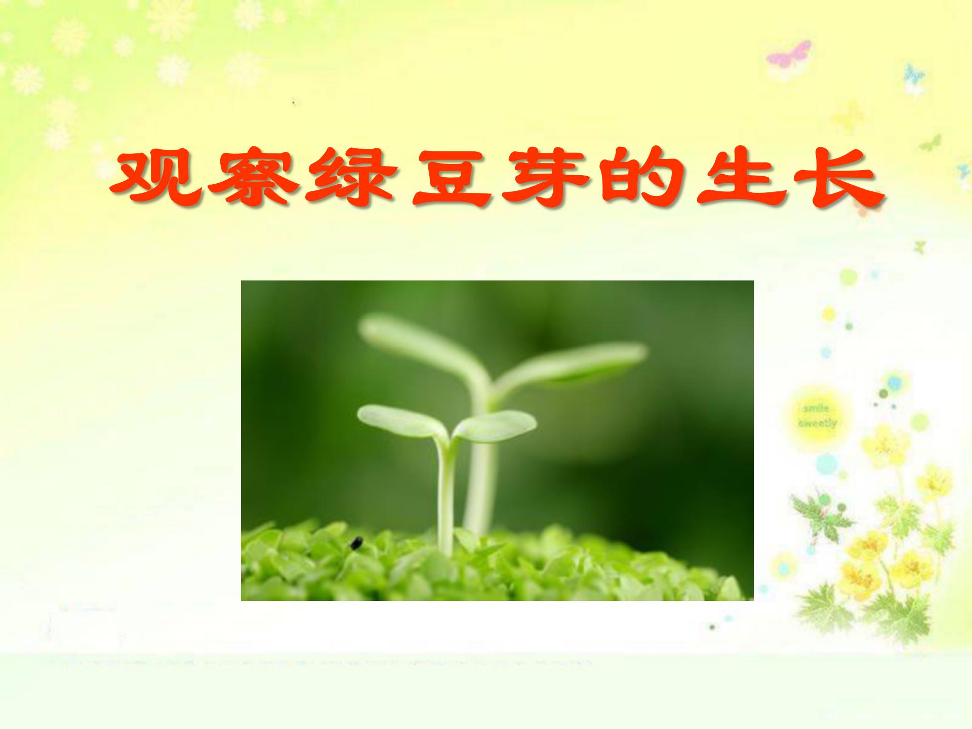 《观察绿豆芽的生长》生物与环境PPT课件4ppt课件