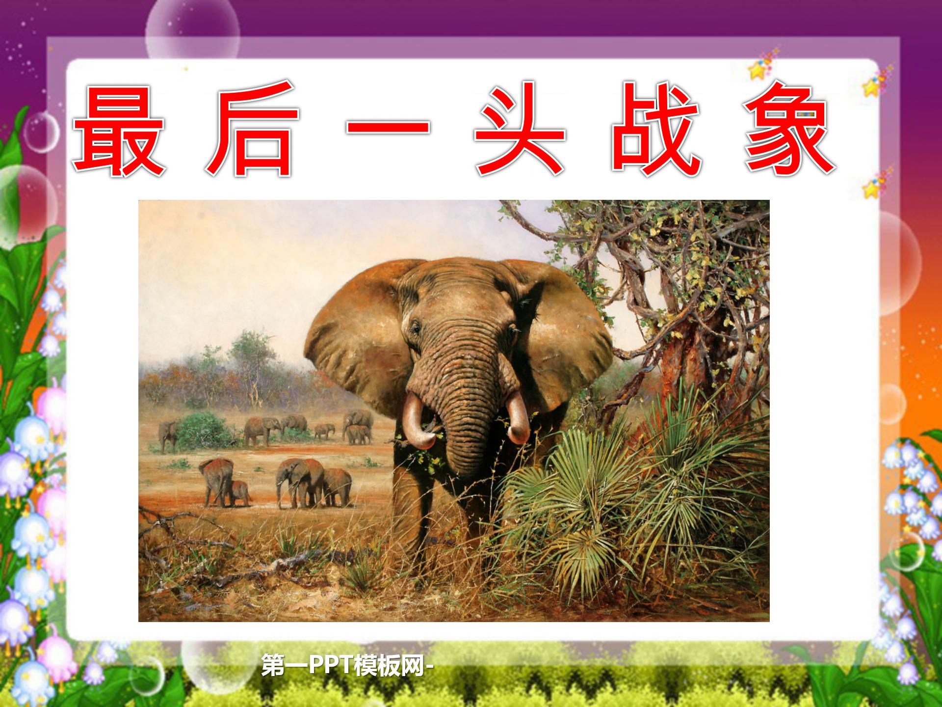 《最后一头战象》PPT课件下载PPT课件下载