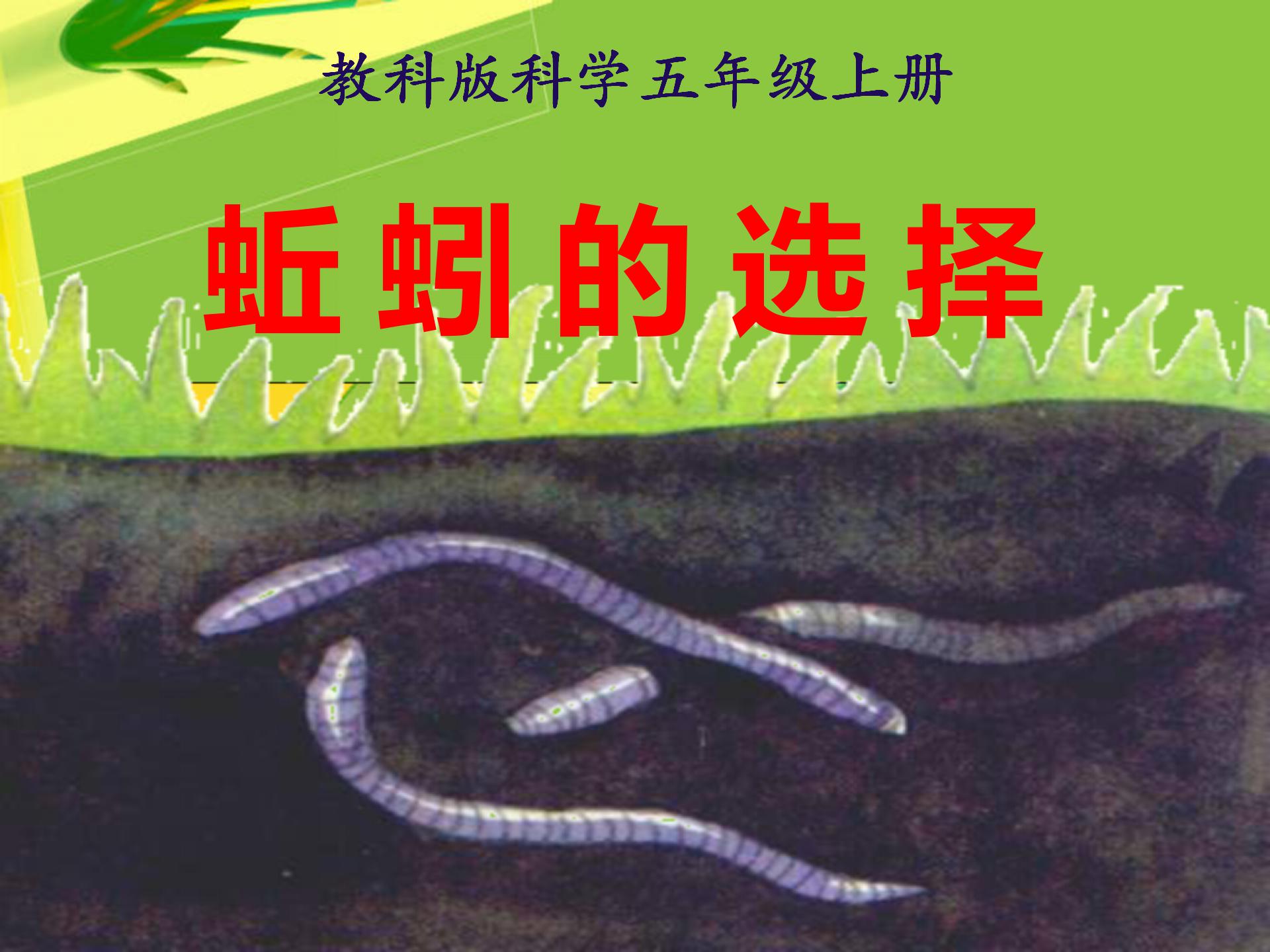 《蚯蚓的选择》生物与环境PPT课件2PPT课件下载