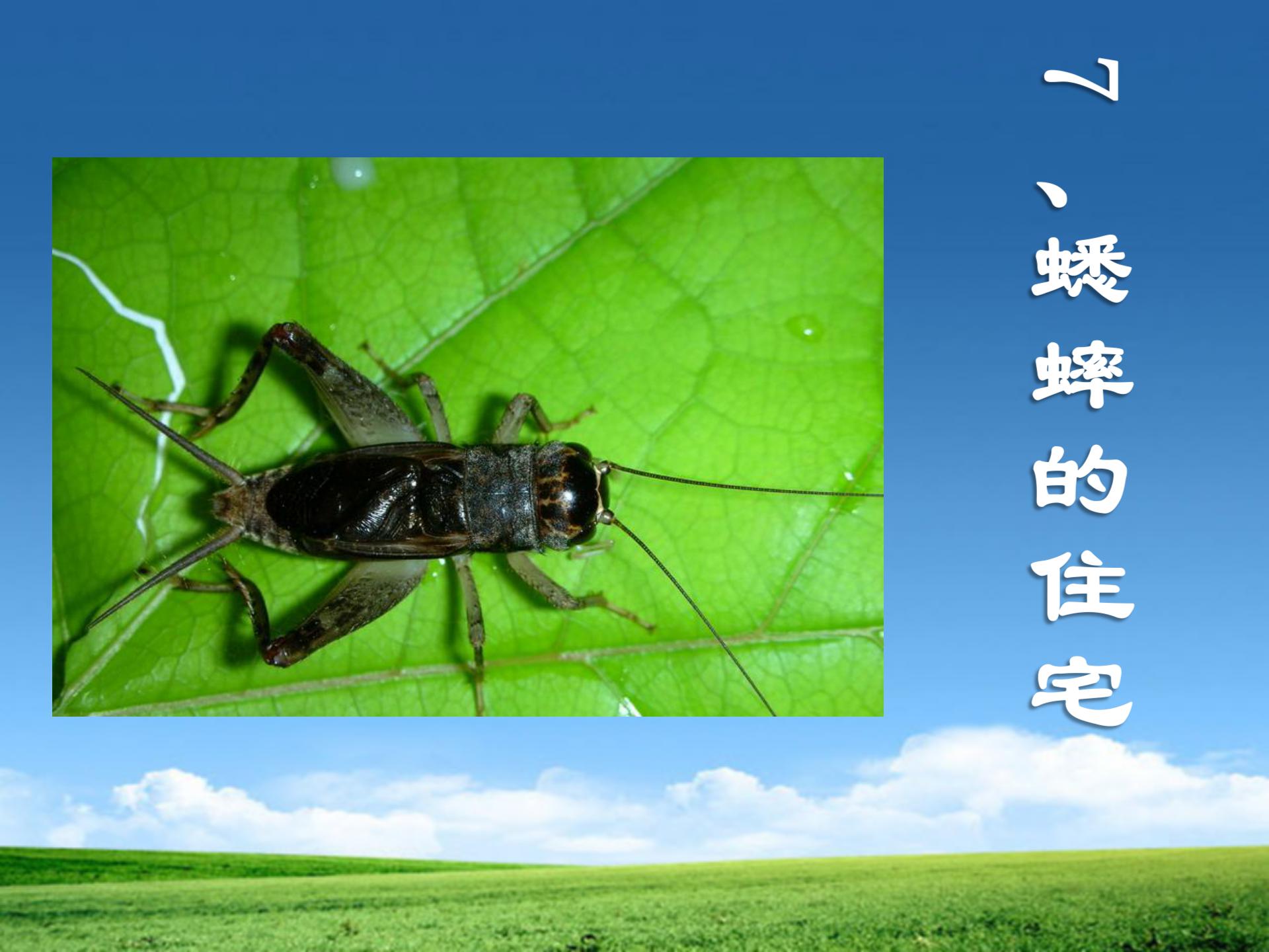 《蟋蟀的住宅》PPT教学课件下载2