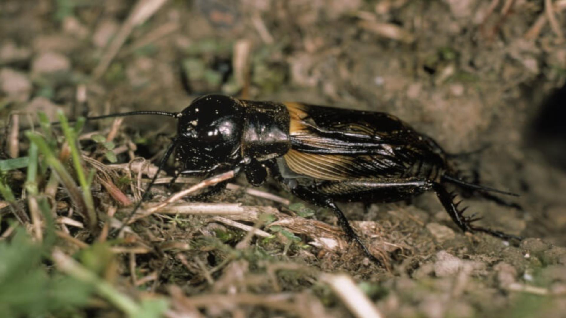 《蟋蟀的住宅》PPT教学课件