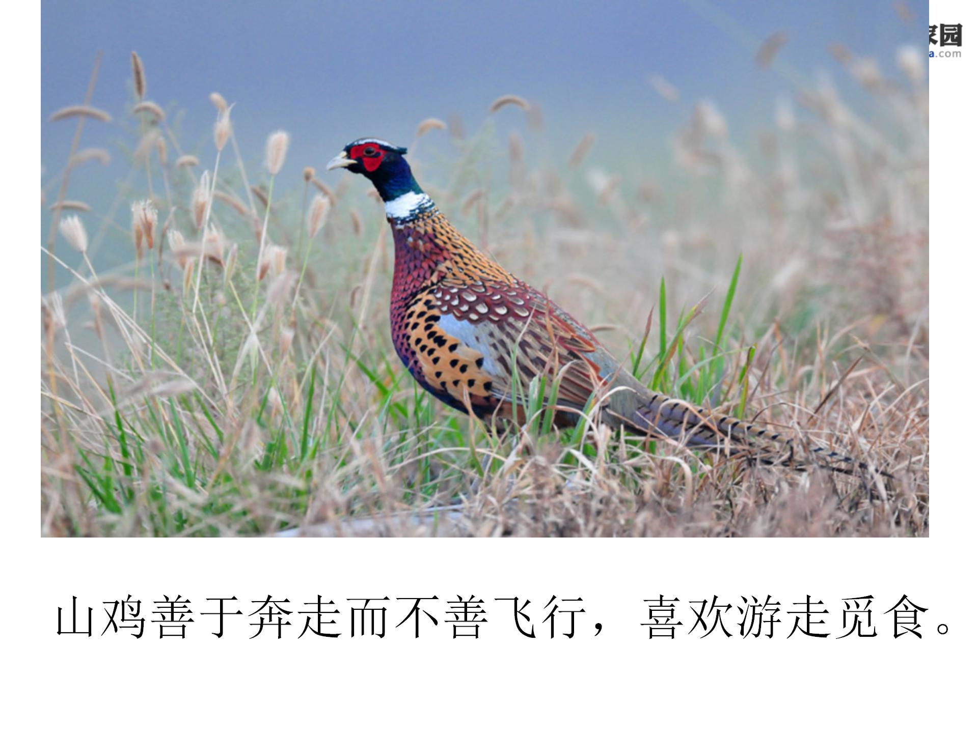 《从现在开始》PPT教学课件下载2PPT课件下载