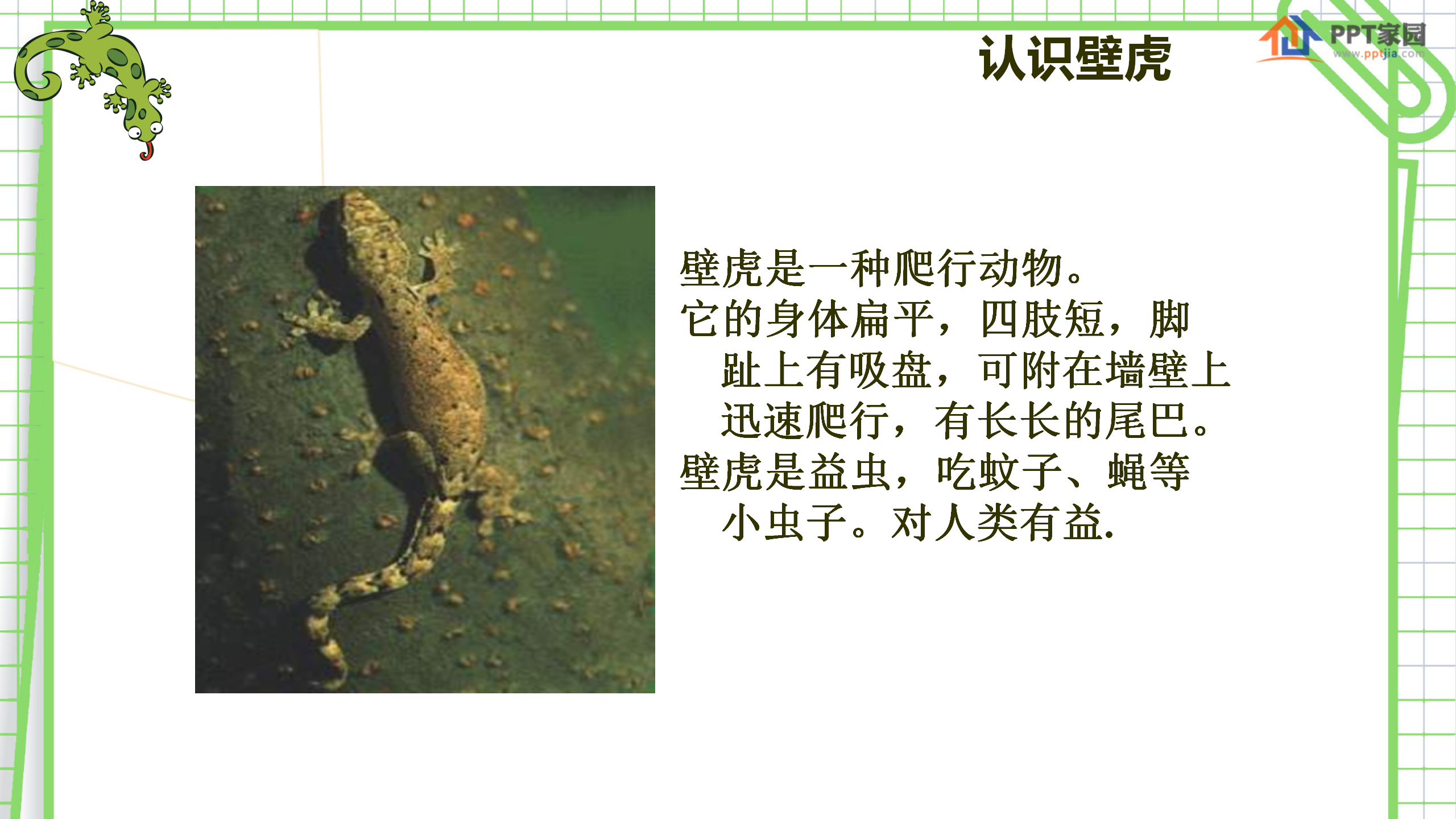 《小壁虎借尾巴》PPT课件4PPT课件下载