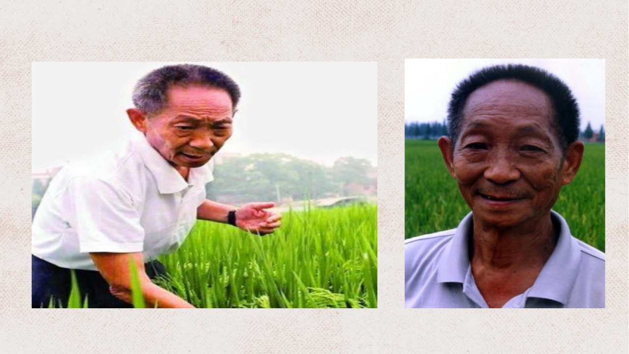 杂交水稻之父袁隆平ppt课件模板