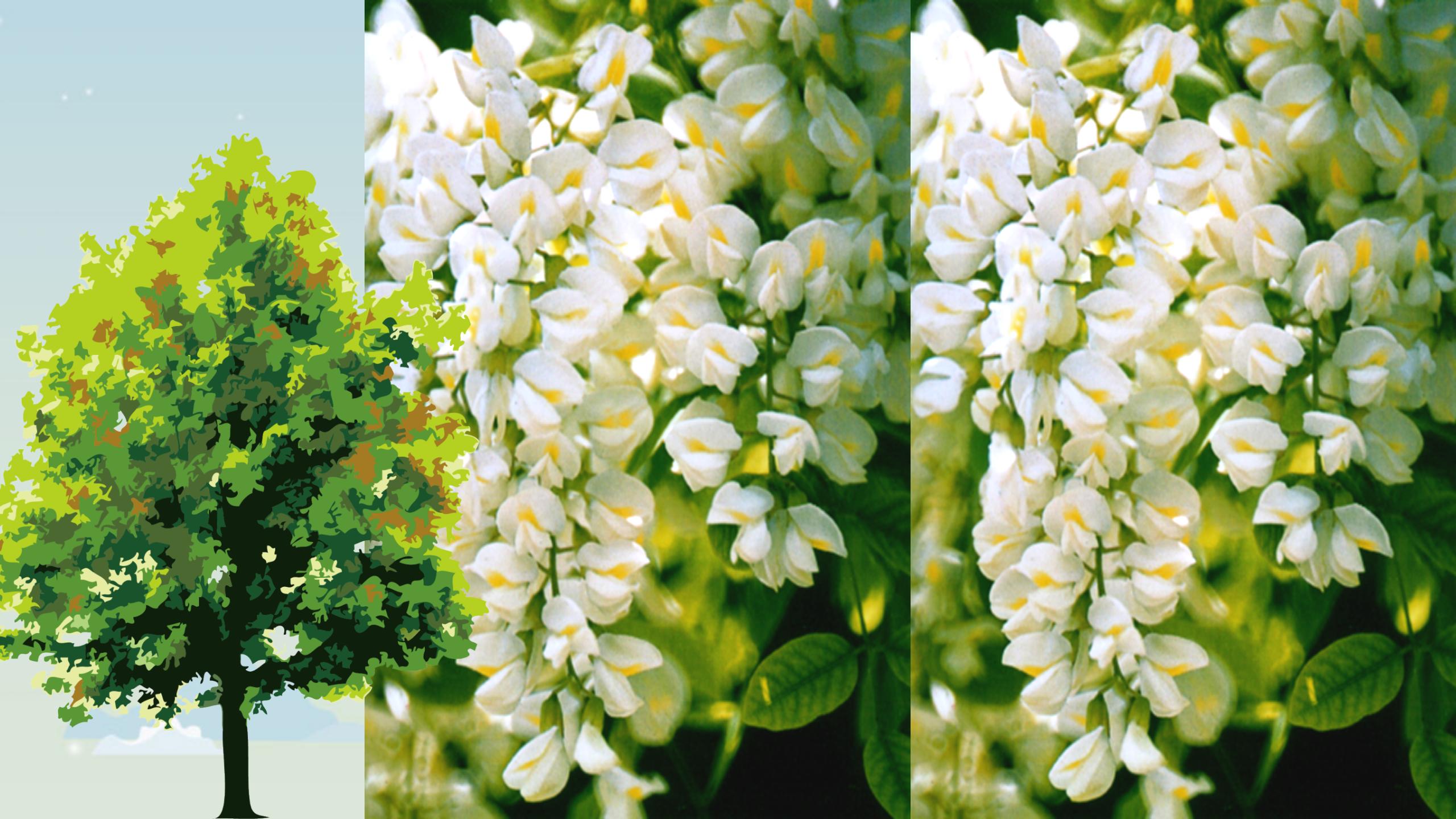 《槐乡的孩子》PPT教学课件下载PPT课件下载