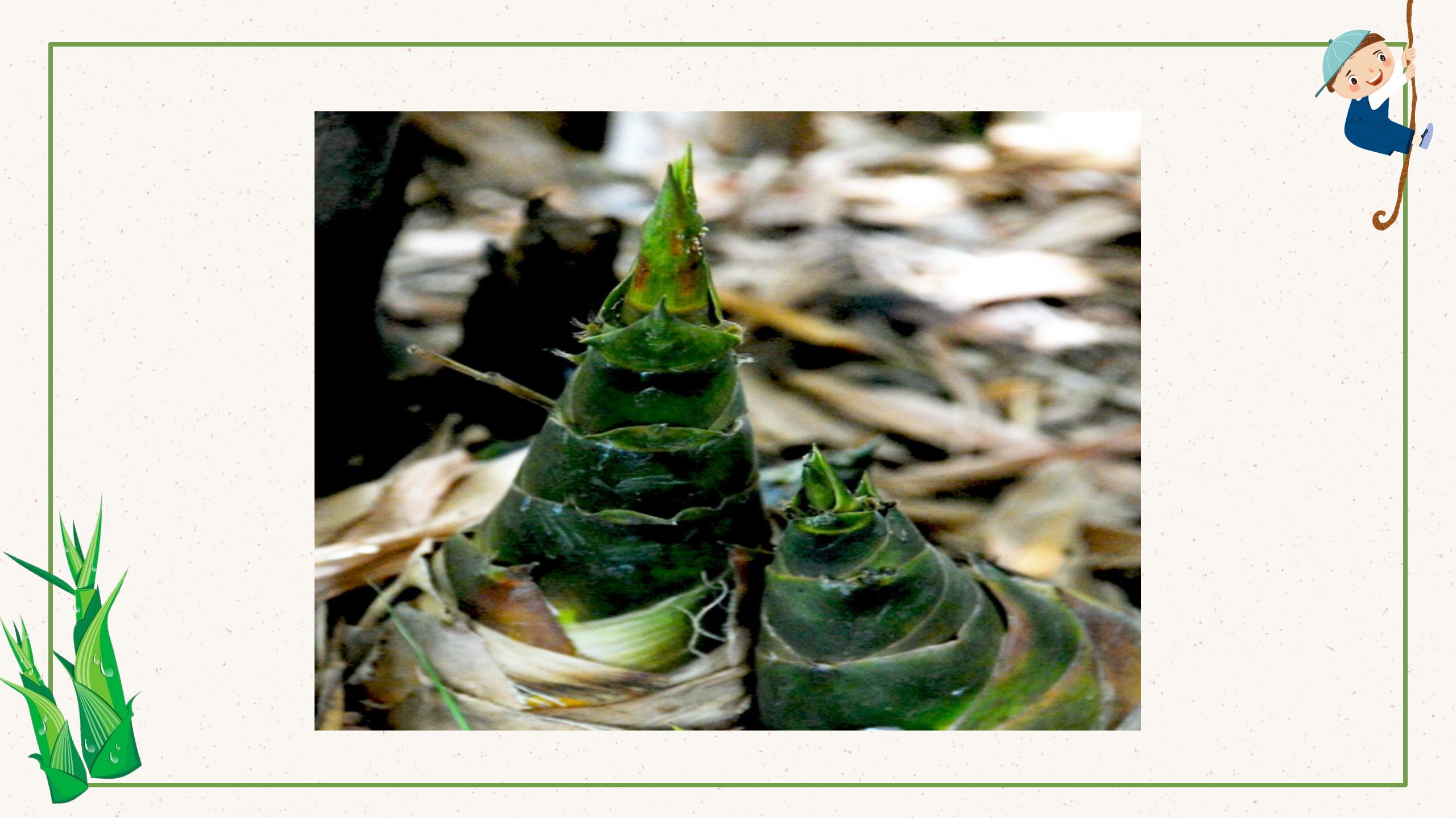 《笋芽儿》PPT课件PPT课件下载