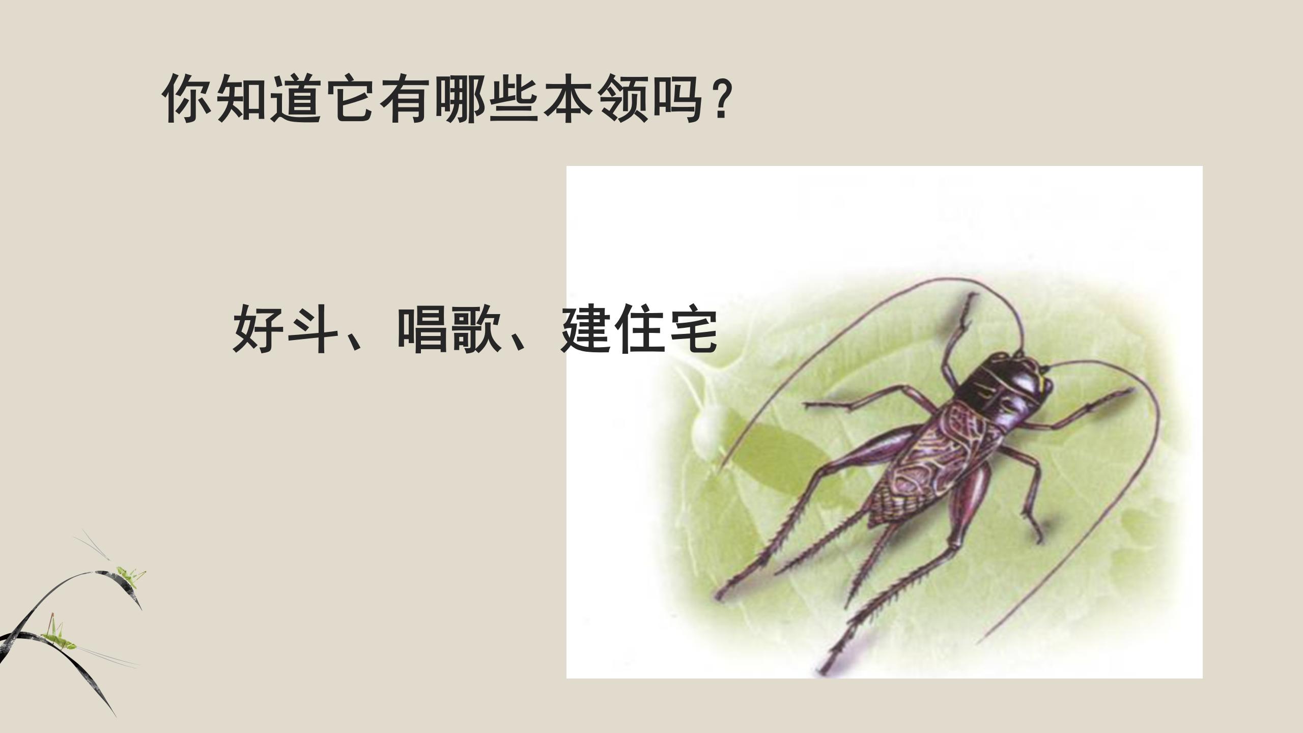 蟋蟀的住宅pptPPT课件下载