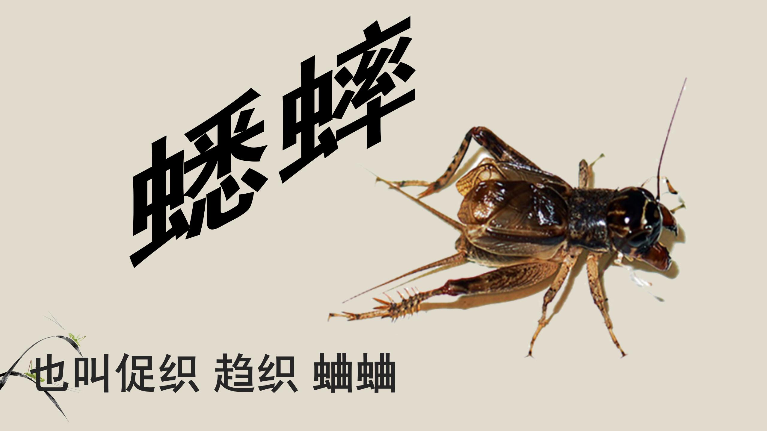 蟋蟀的住宅pptPPT课件下载
