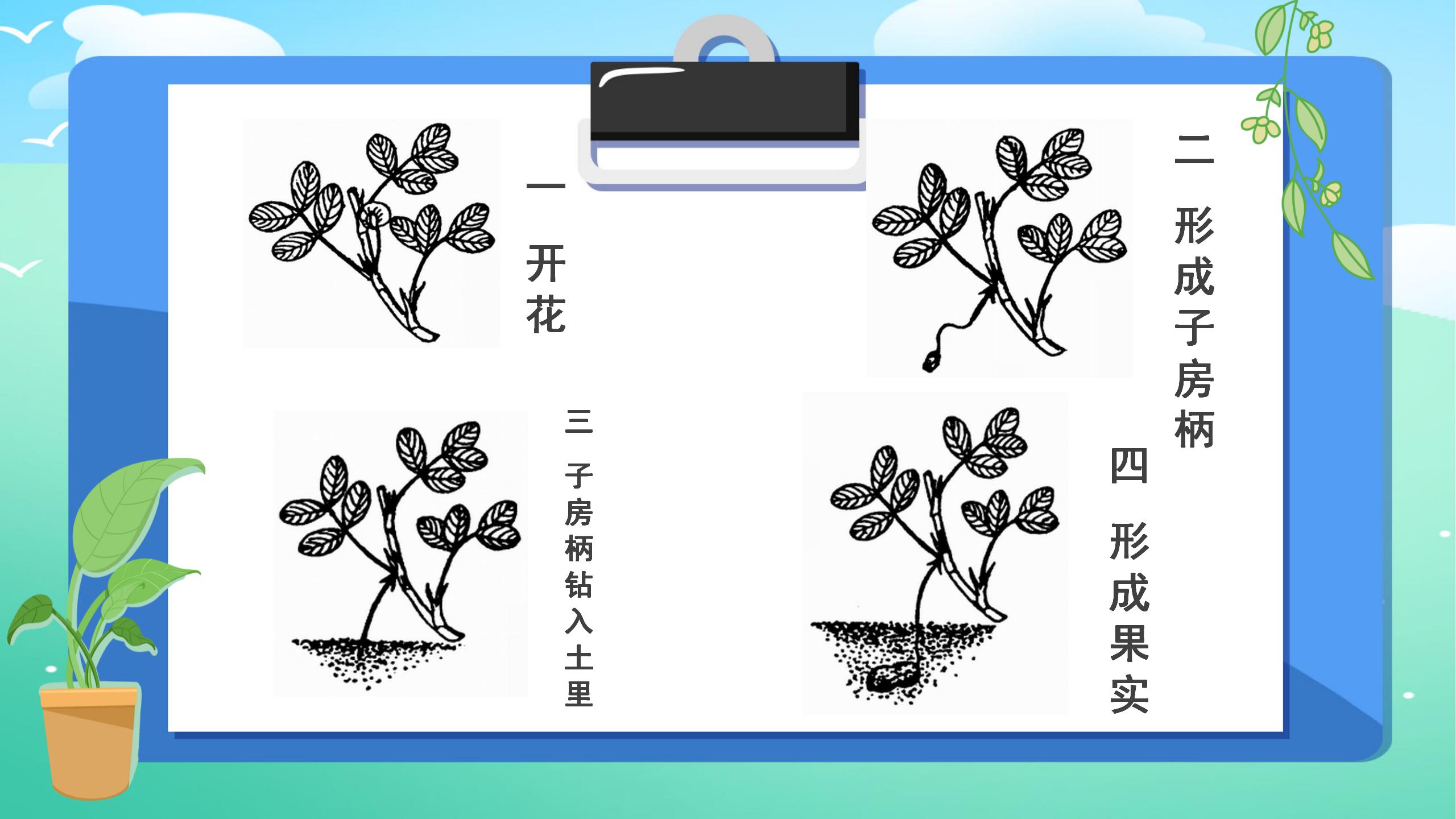 落花生优秀pptPPT课件下载
