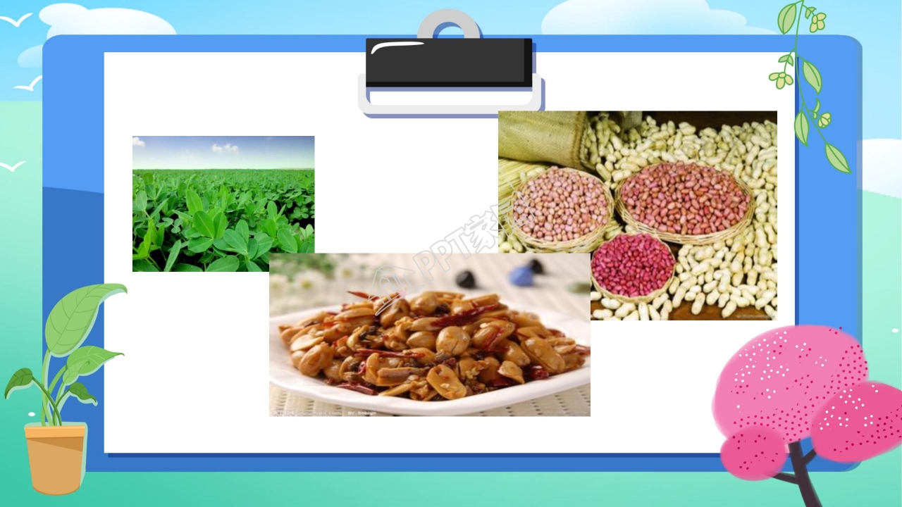 落花生优秀ppt模板