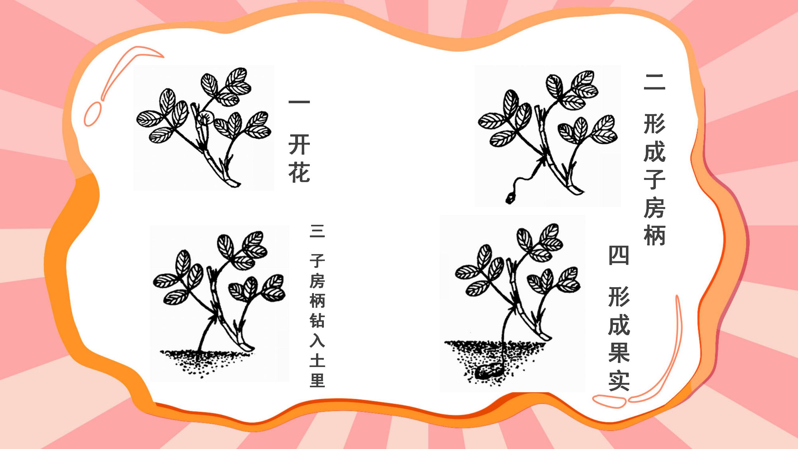 《落花生》flash动画课件下载PPT课件下载