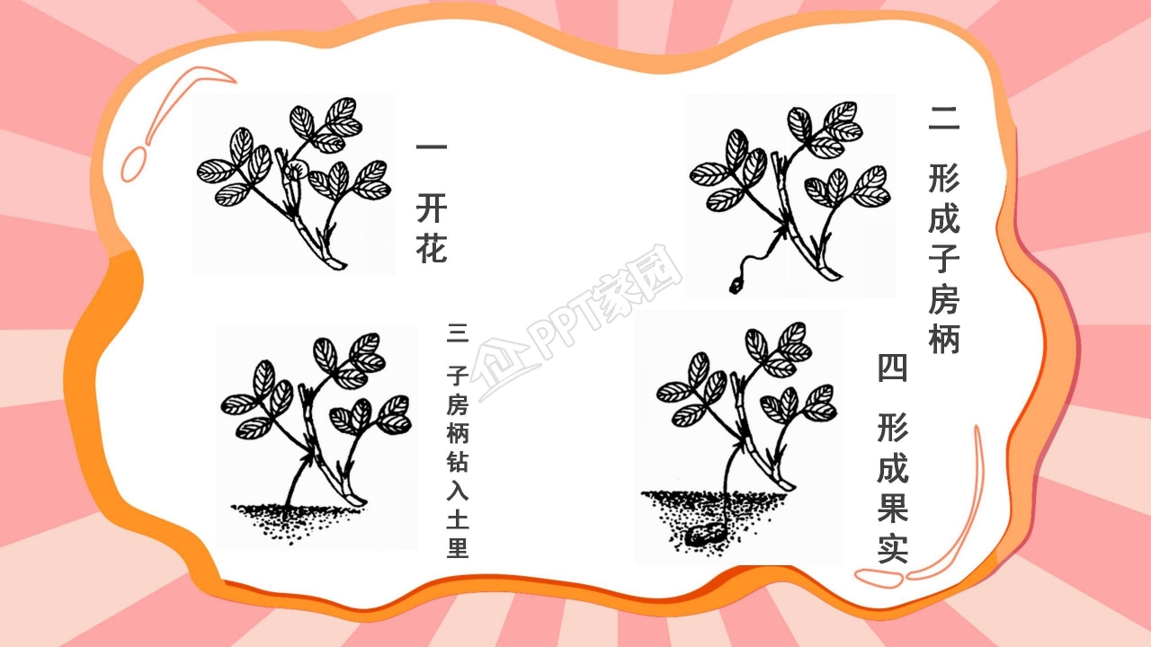 课件落花生ppt模板