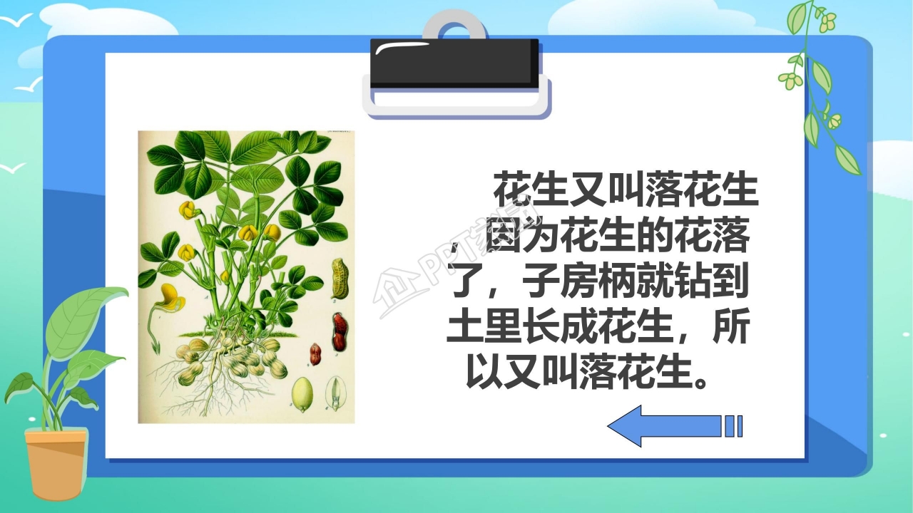 落花生优秀ppt模板