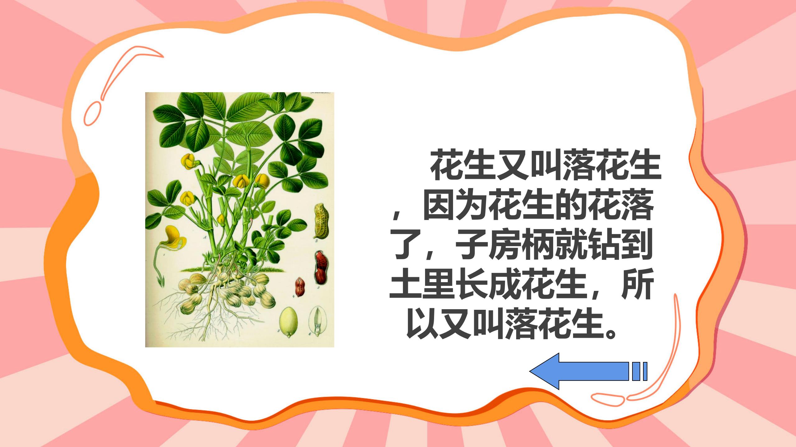 《落花生》flash动画课件下载PPT课件下载