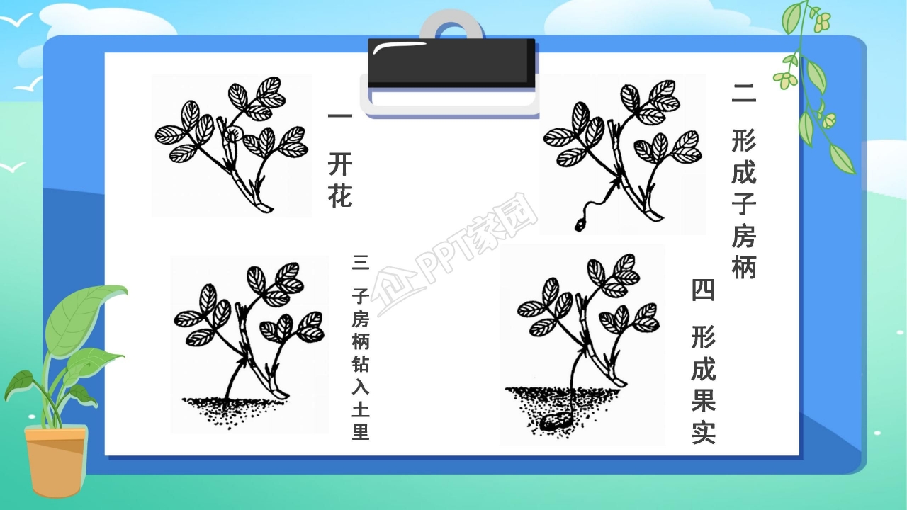 落花生优秀ppt模板