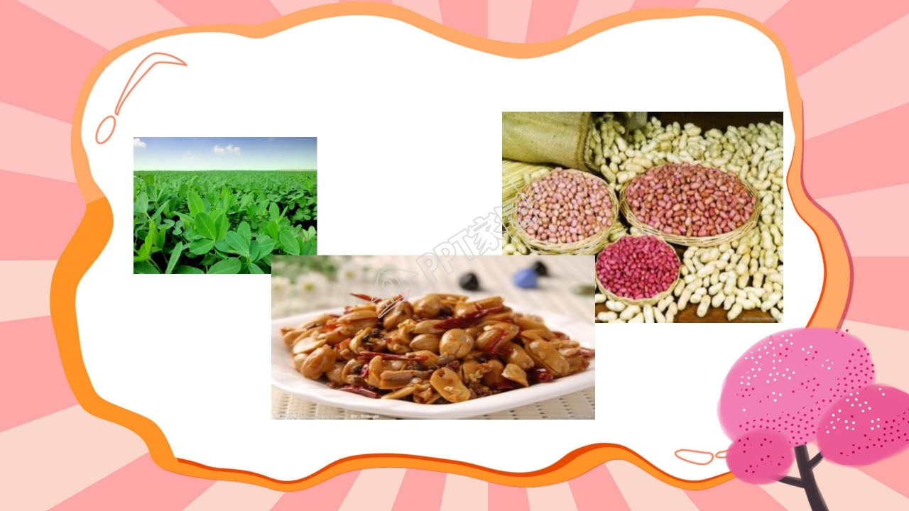 课件落花生ppt模板