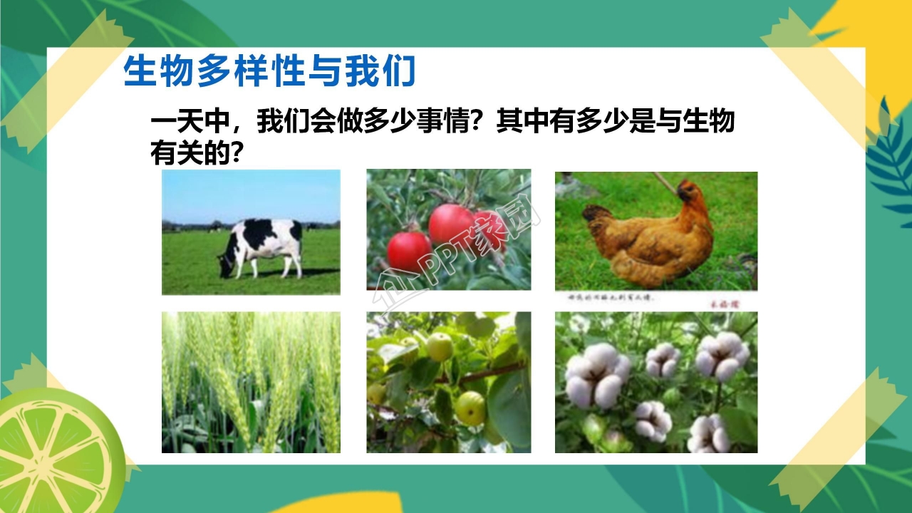 生物多样性的意义ppt课件模板