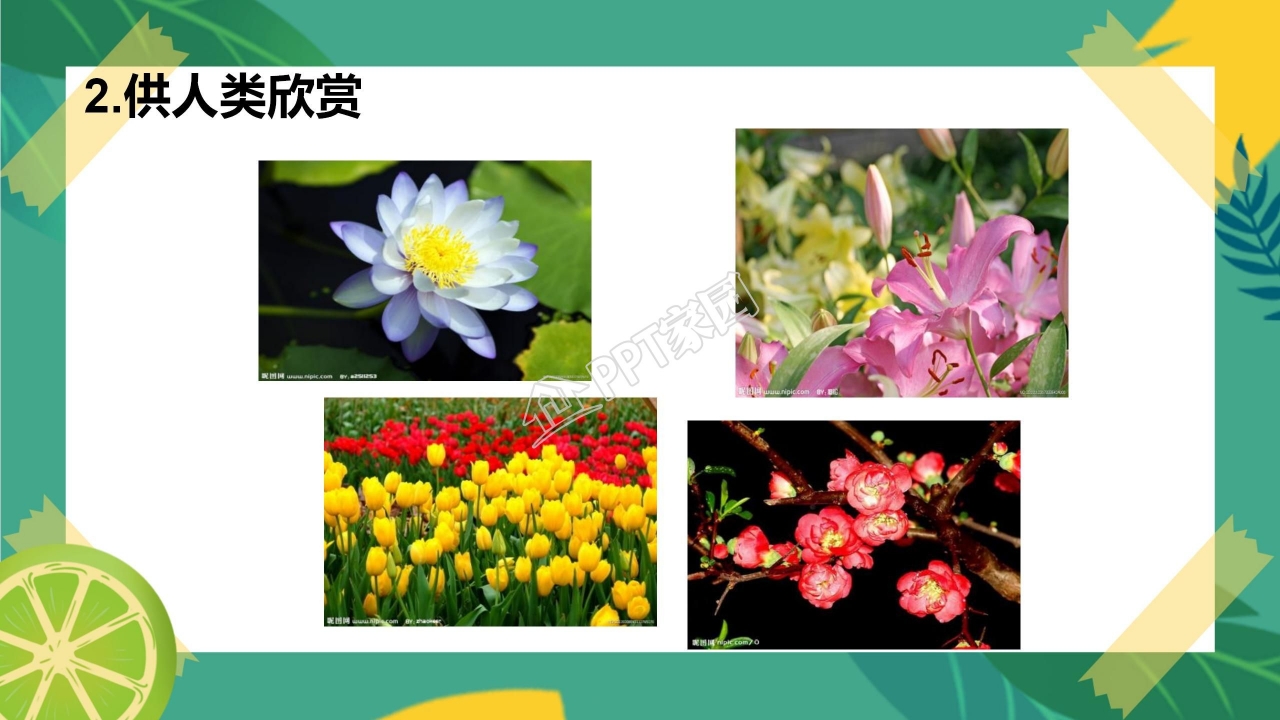 生物多样性的意义ppt课件模板