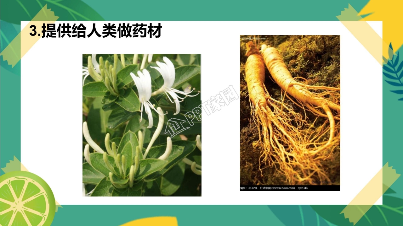 生物多样性的意义ppt课件模板